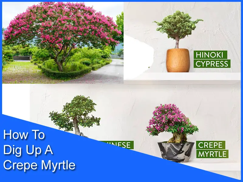 How To Dig Up A Crepe Myrtle