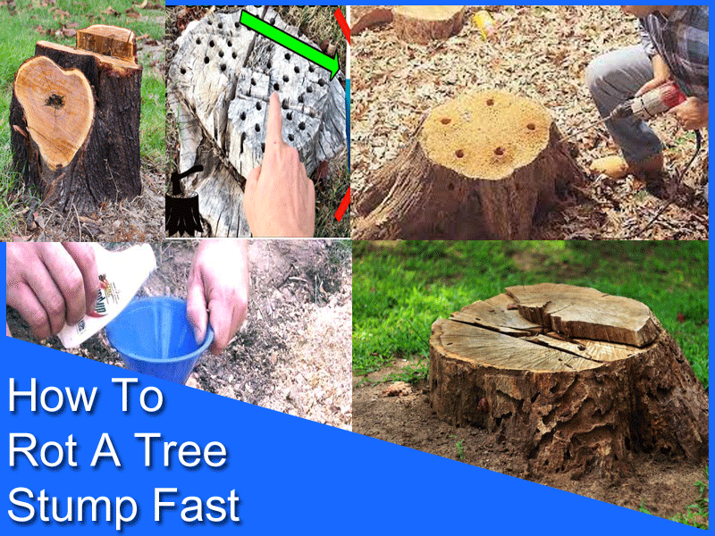 How To Rot A Tree Stump Fast