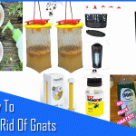 8 Easy ways How To Get Rid Of Gnats