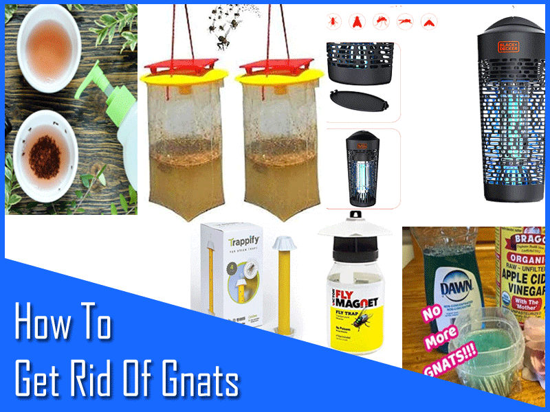 How To Get Rid Of Gnats (8 Easy ways)