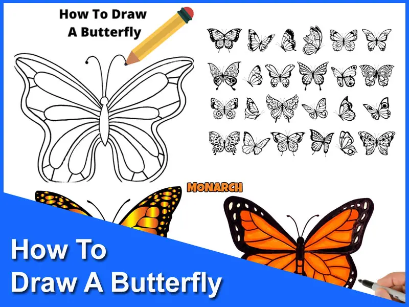 How To Draw A Butterfly  